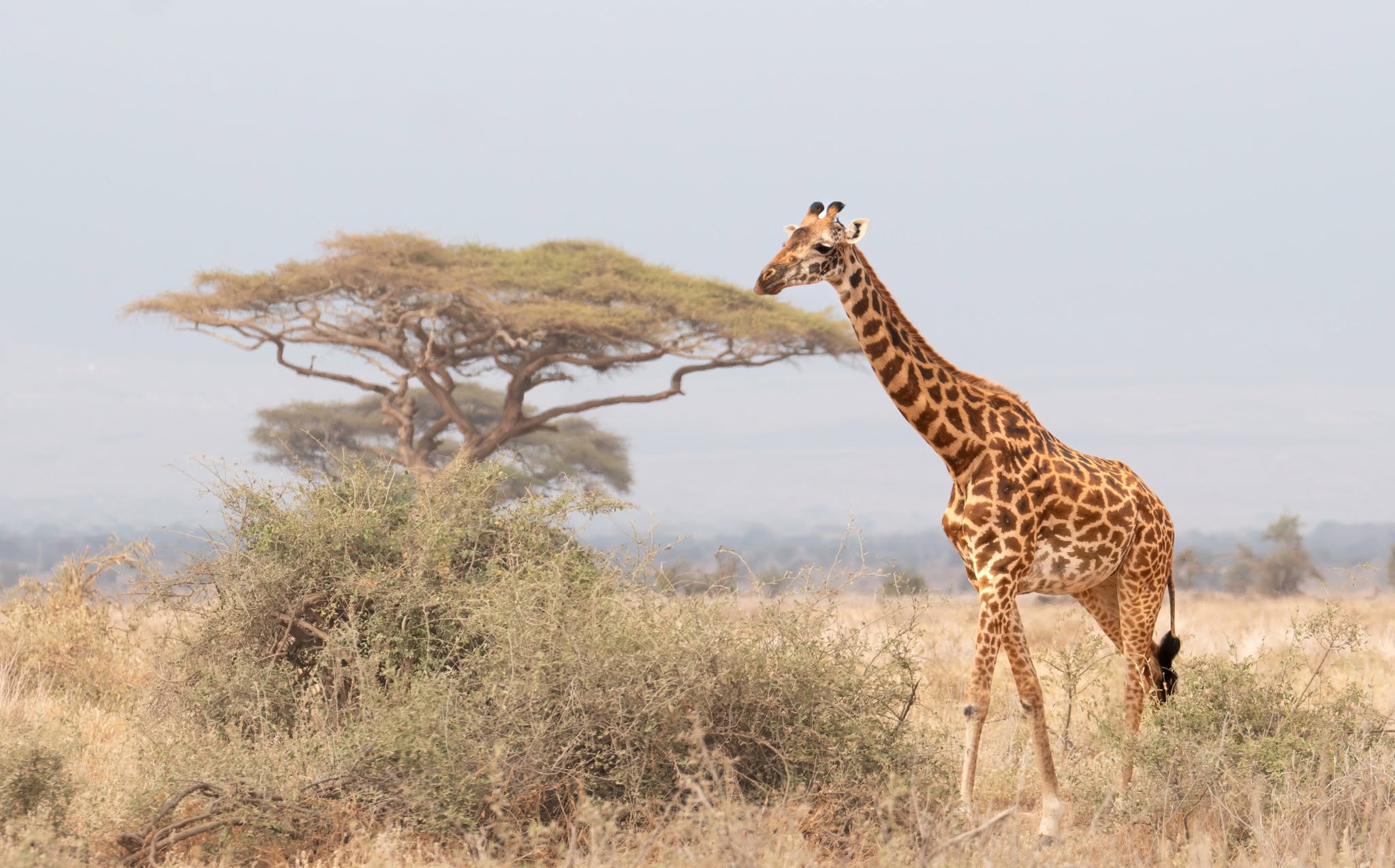 Kenya private safari bucket list